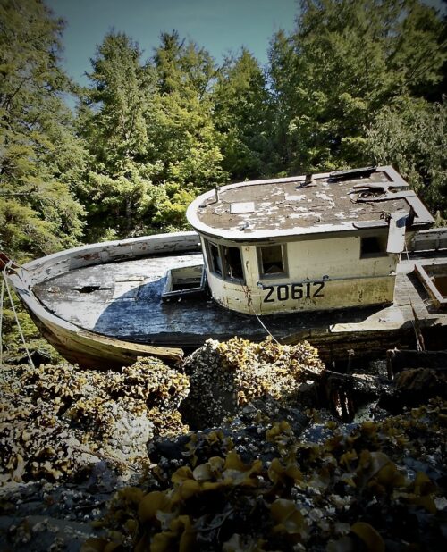 The Gulls Go Scudding By