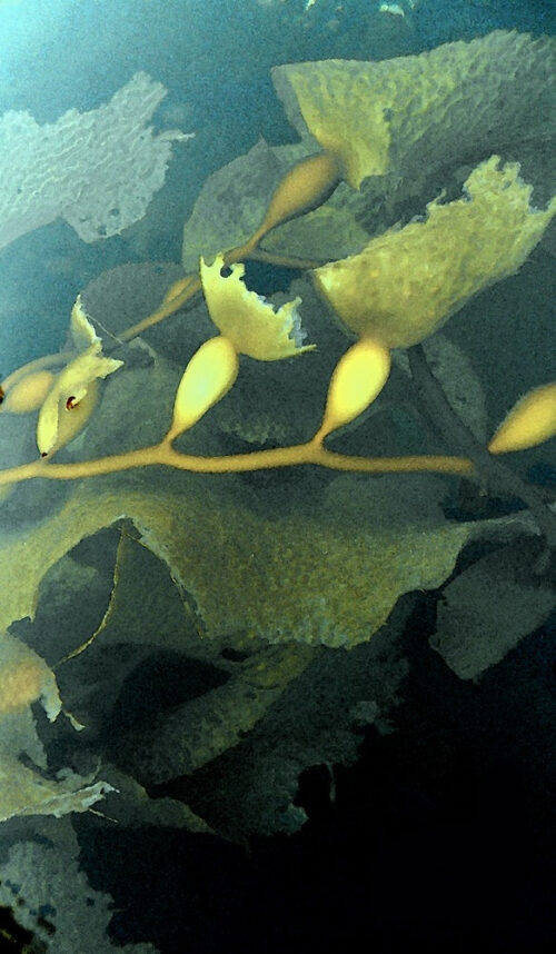 Kelp