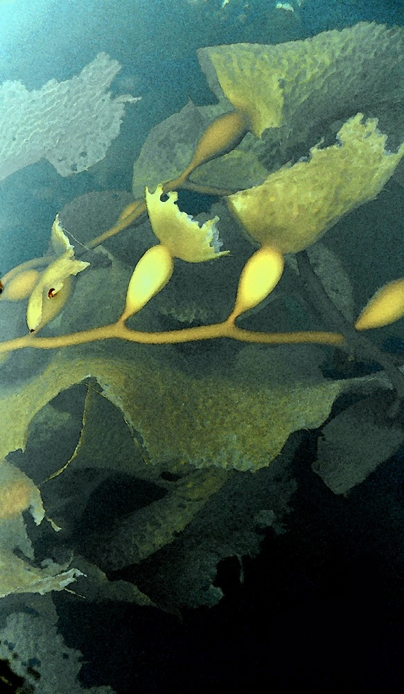 Kelp Forest