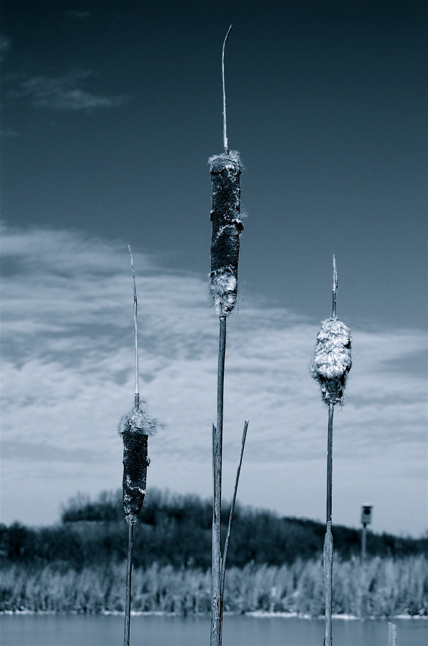 37.314073, -89.011083